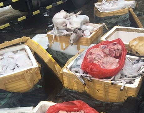 Thanh Hóa: Bắt giữ vụ vận chuyển thịt chó, mèo không rõ nguồn gốc